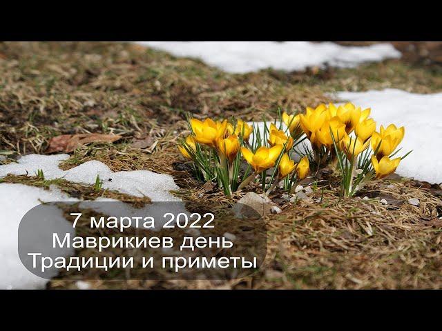 7 марта 2022 Святой Маврикий. Маврикиев день. Приметы.