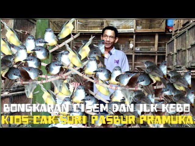 bongkaran cisem & jalak kebo!! kios cak suri pasbur pramuka.