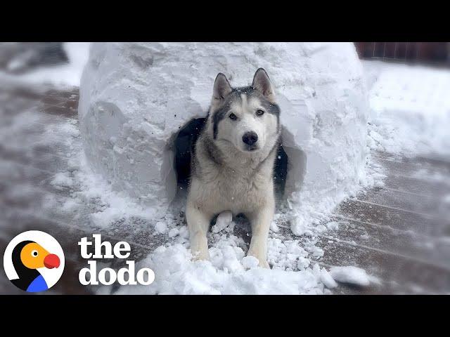 Couple Builds Igloo For Husky Who Can't Play In Snow | The Dodo