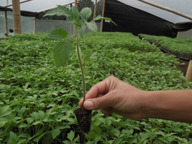 Plántulas, Producción de Plantas para Huertos  - TvAgro por Juan Gonzalo Angel