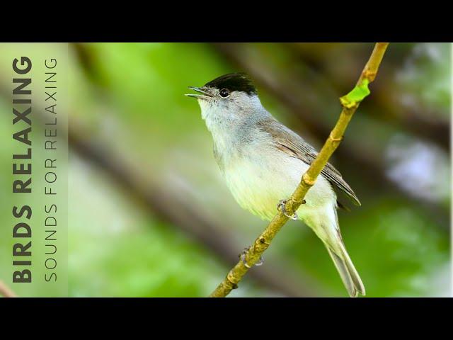 Relaxing Birds Sounds - Nature Sounds, Birdsong Relaxation, Bird Singing, Reduce Stress And Anxiety