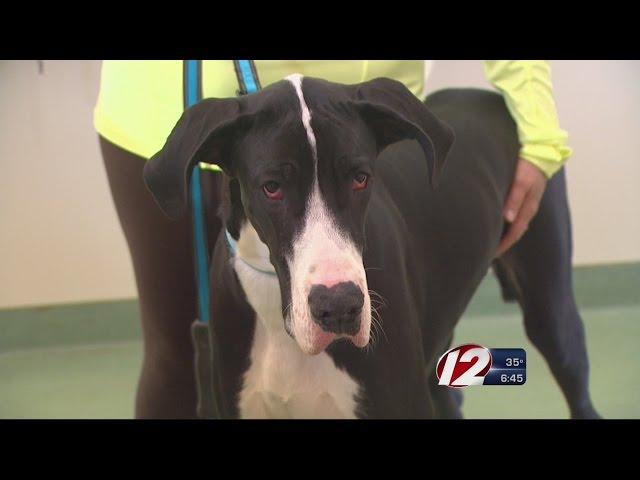 Longtime East Greenwich animal shelter losing its home