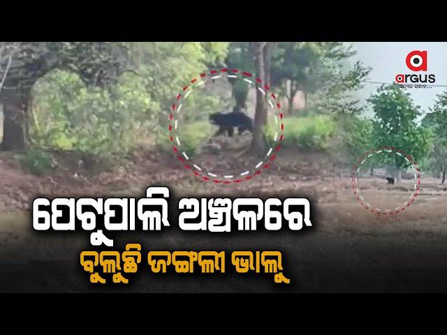 Wild Bear Spotted near Petupali area of Bargarh District