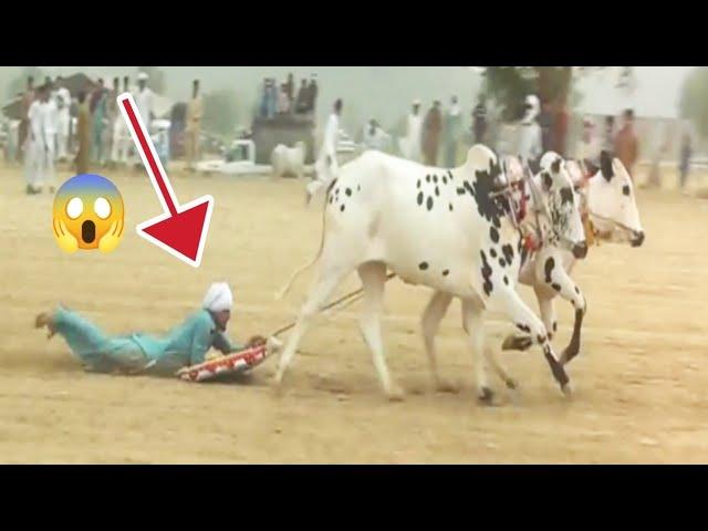 Dangerous Bull Race | Bull Race in Pakistan| Pothwari Vlogs