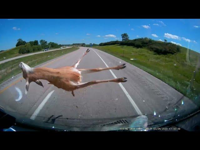 Hitting a deer at 70mph WARNING graphic content!