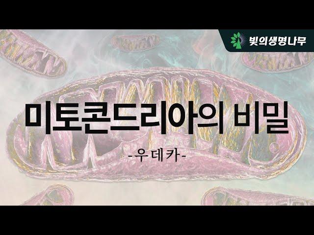 미토콘드리아의 비밀