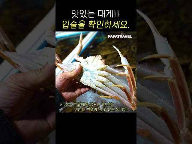 맛있는 대게 고르는 법!! 대게 입술을 보면 됩니다. #shorts