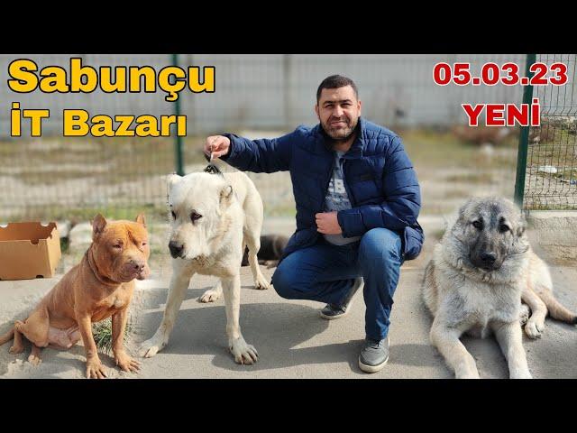 Sabunçu İT Bazarı 05.03.23 Tibet Mastifi 