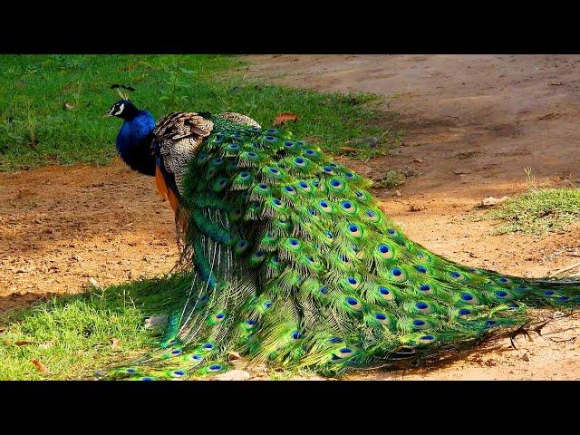 Peacock screaming Noise ... Peacock sounds