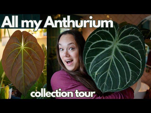 All my Anthurium + care tips | Plant with Roos