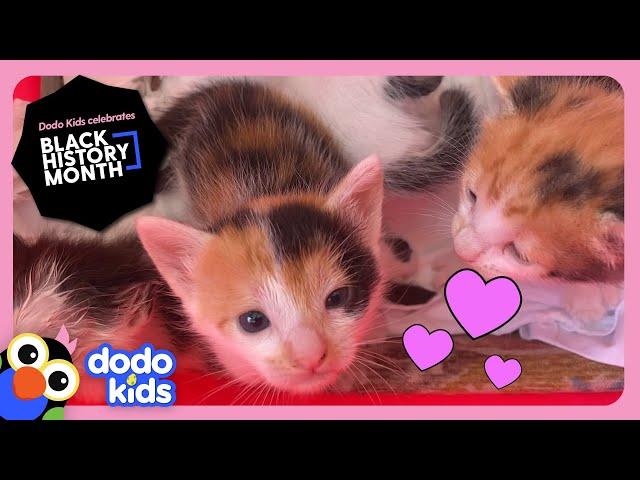 Hero Rescues Six Stray Kittens From Her Own Car! | Rescued! | Dodo Kids