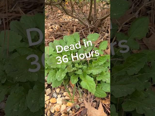 Kill Weeds Crazy Fast