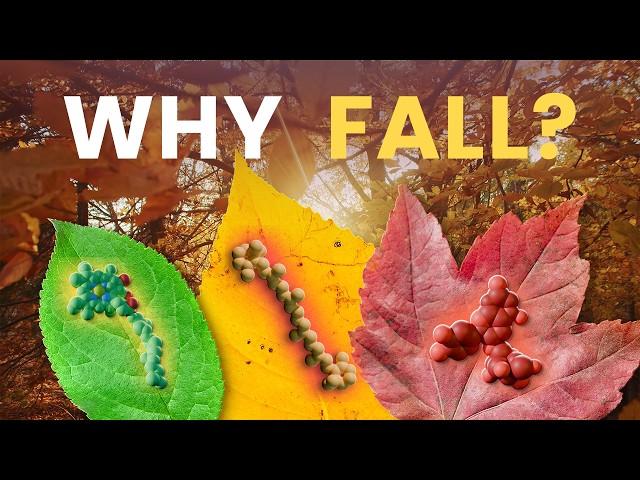 The Incredible Biology Powering Autumn Colors｜Leaf Senescence