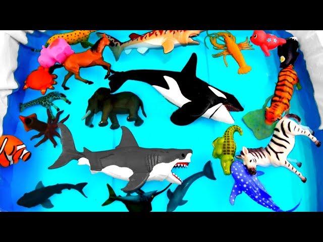 Wild Animals Learning for Kids With Safari Ocean Sea Animals