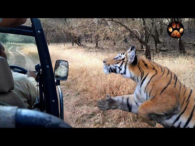 Male Tiger Chasing Jeep in Ranthambore National Park | Goosebumps Guaranteed | Tiger Mock Charge