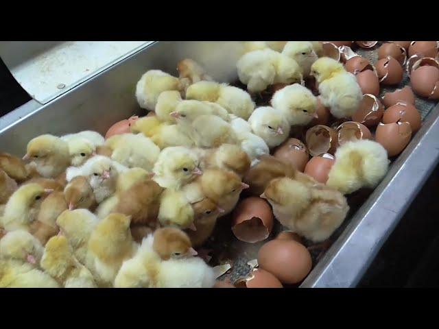 Dominion (2018): Chick Culling (Egg industry)