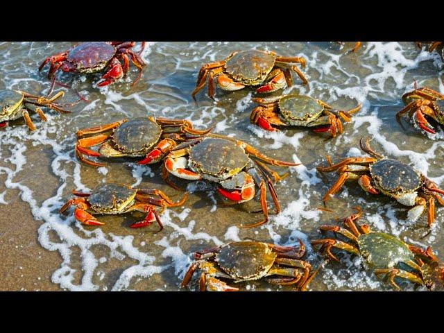 59 crabs with ”red nails” came ashore in groups. The fishermen said it was a bad omen. A Cong quick