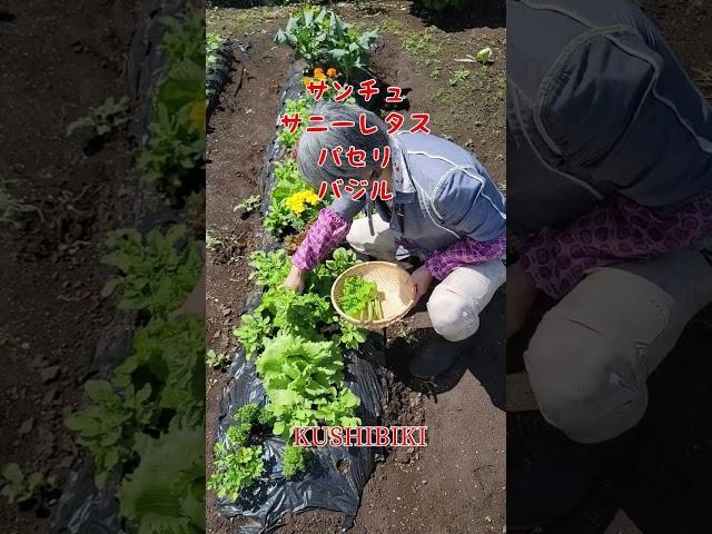櫛引農園　葉物野菜収穫#家庭菜園 #無農薬野菜 #有機栽培 #津軽弁 #葉物野菜#レタス #マリーゴールド #リーフレタス収穫#アスパラ#ネギ