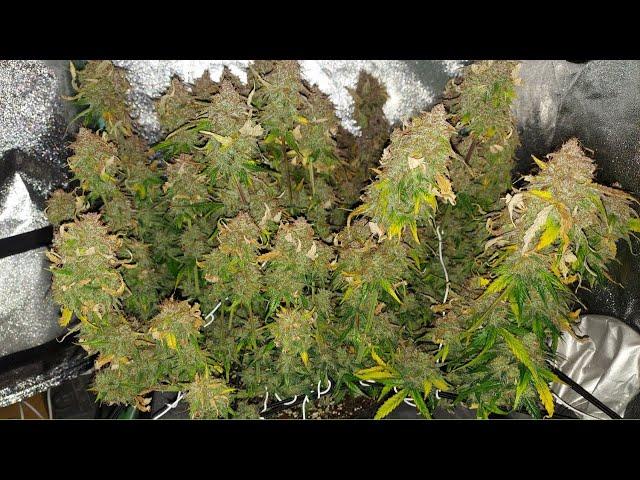 SLIDESHOW - Seed to Harvest - Green Crack Auto by FastBuds - 2nd Time - 2x2x3 Mini Tent Grow