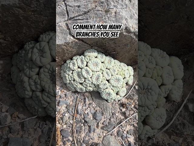 Huge Lophophora cluster. Don’t call her peyote 