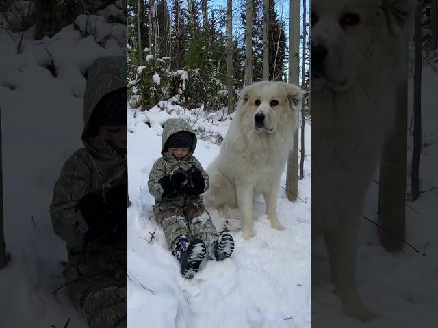 MASSIVE GOOD BOY AND HIS BEST FRIEND - Our Great Pyrenees LGD #shorts