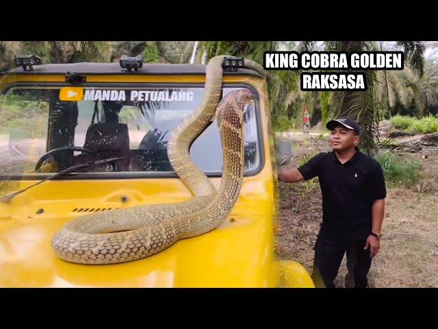 THIS IS THE LEGENDARY GIANT KING COBRA | KING COBRA | SNAKE | ADVENTURE MANDA