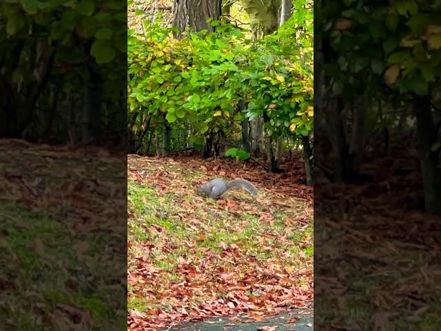 Mr Squirrel ️