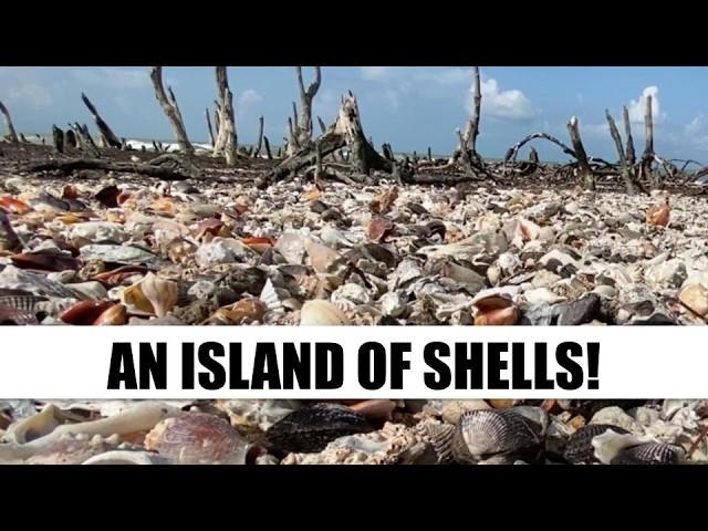 Post storm shelling in Florida. Tropical Storm Debby left behind so many seashells!