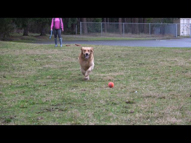 Murphy plays fetch