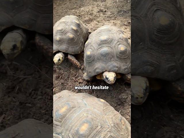 Red-foot Tortoise Hatchlings! #Tortoise #Hatchling