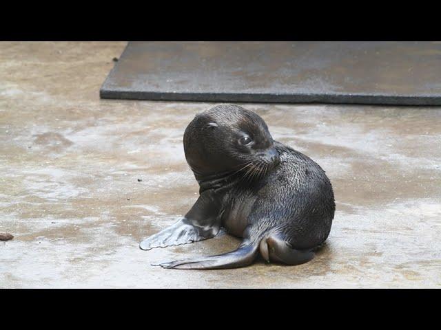 First-Ever Sea Lion Pup Born at Point Defiance Zoo & Aquarium