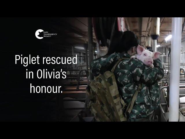 Piglet Rescued From Intensive Pig Farm | Free Olivia