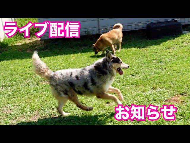 【保護犬達の楽園】姉妹チャンネルのお知らせ