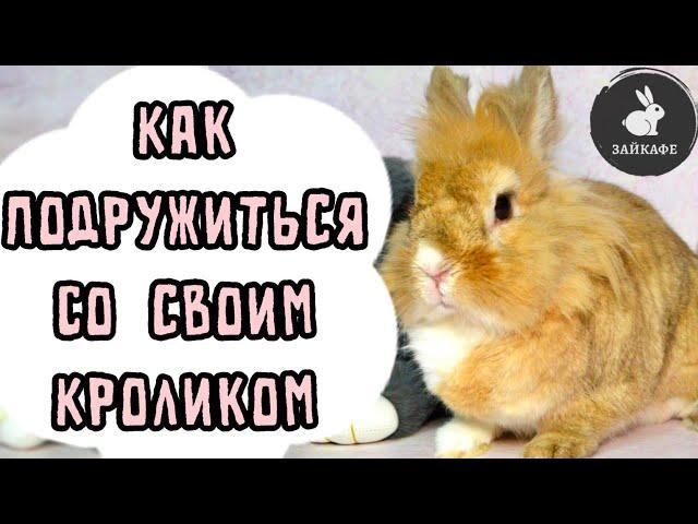 КАК ПОДРУЖИТЬСЯ С КРОЛИКОМ | КАК ПРИУЧИТЬ КРОЛИКА К СЕБЕ | ПОЧЕМУ КРОЛИК КУСАЕТСЯ