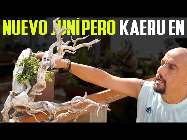 New juniper, great project for Kaeru-En 蛙園