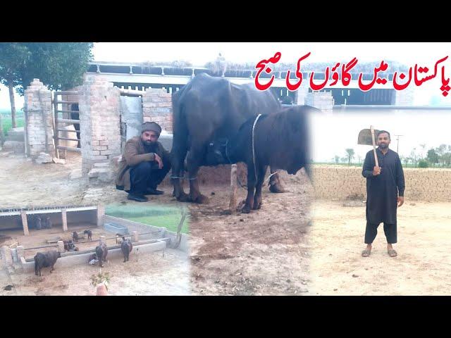 Village  Morning Routine in Pakistan  || Our Village Daily Morning Routine  ||