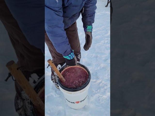 Winter Feeding for Sled Dogs // Raw Meat