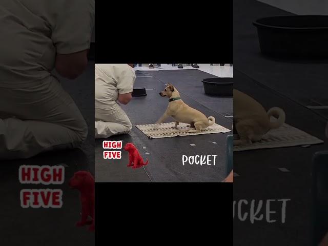 Pocket  ---- Paws in Prison Lockhart Texas