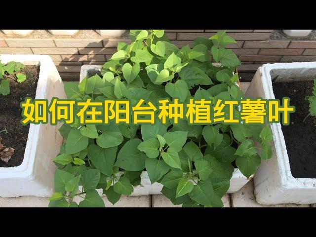 如何种植地瓜叶（红薯叶），才能一茬接一茬吃不完？地瓜叶种植方法及生长过程！| Planting sweet potato leaves from leaf stem