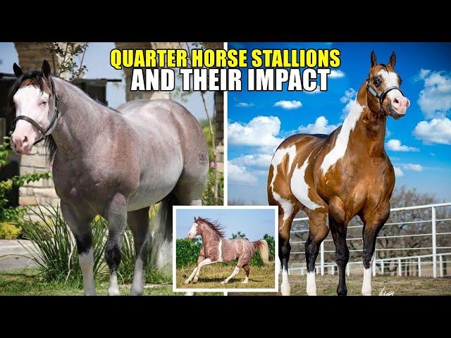 TOP STALLIONS SHAPING THE QUARTER HORSE WORLD #horse #quarterhorse #horses