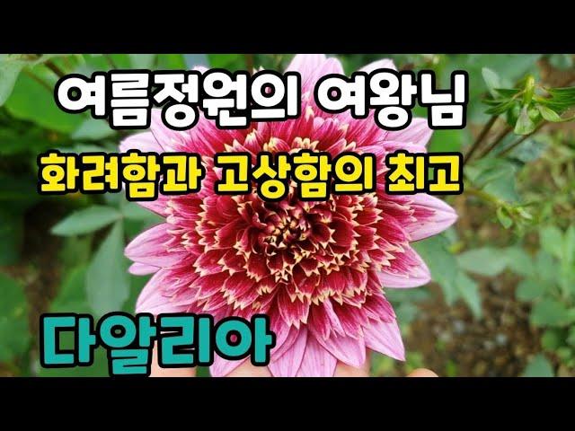 #다알리아(dahlia) #여름야생화 여름정원의 여왕꽃 화려한 다알리아~~