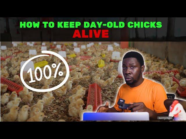 The Truth about Day-Old Chicks Survival - How to keep chicks ALIVE