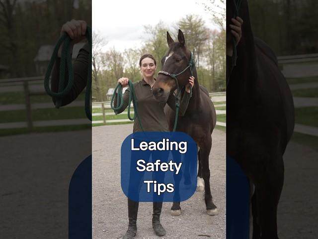 How To Lead A Horse