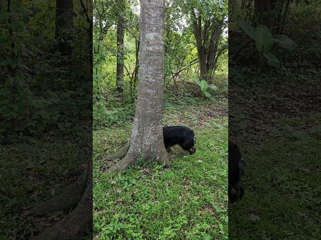 The Jumping Tree.