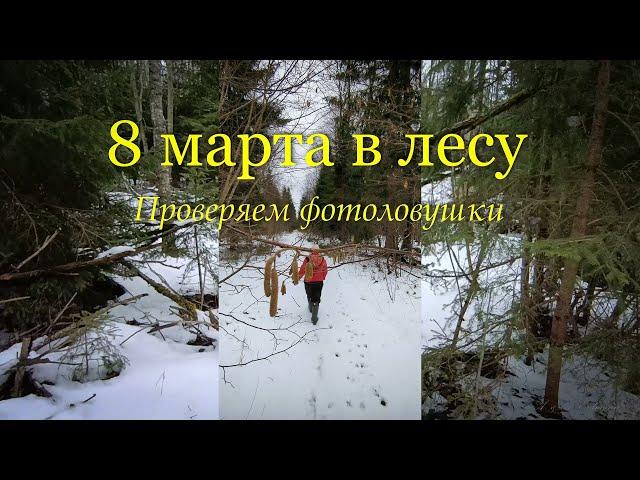 Проверяем фотоловушки 8 марта!