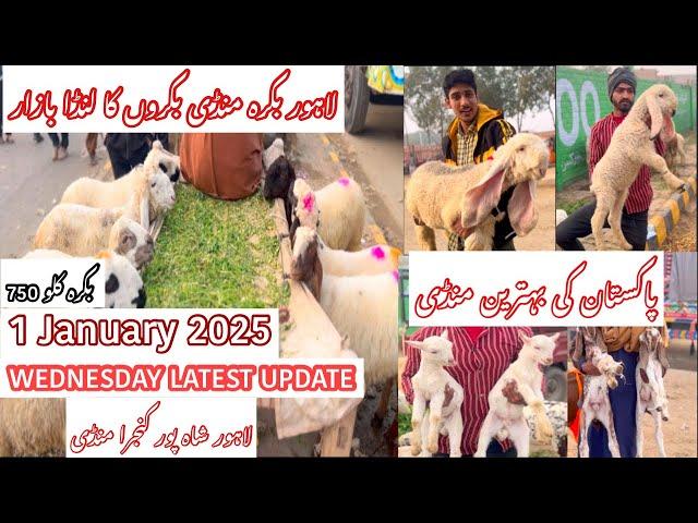 Wednesday Latest Updated || Shahpur Kanjra Mandi || Bakra Mandi Lahore || Goat Farming in pakistan