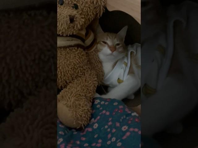 아가 홍시 중성화 시절 (언니 눈물질질 시절)