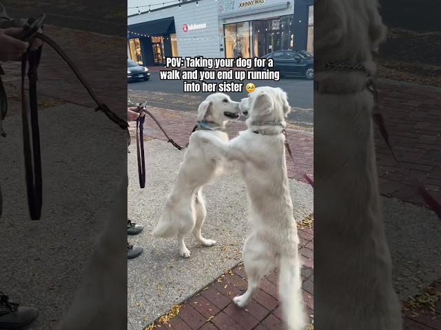 My Dog Met Her Real Sister!  #cutedog #puppy #shorts