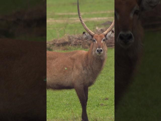 We Took a $200,000 Camera Bowhunting in Uganda! #shorts #slowmotion #slomo #archery #bowmar