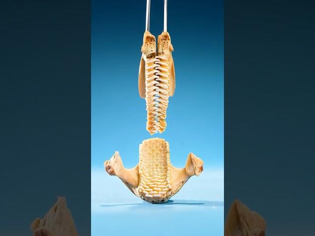What’s Inside a Parrotfish?